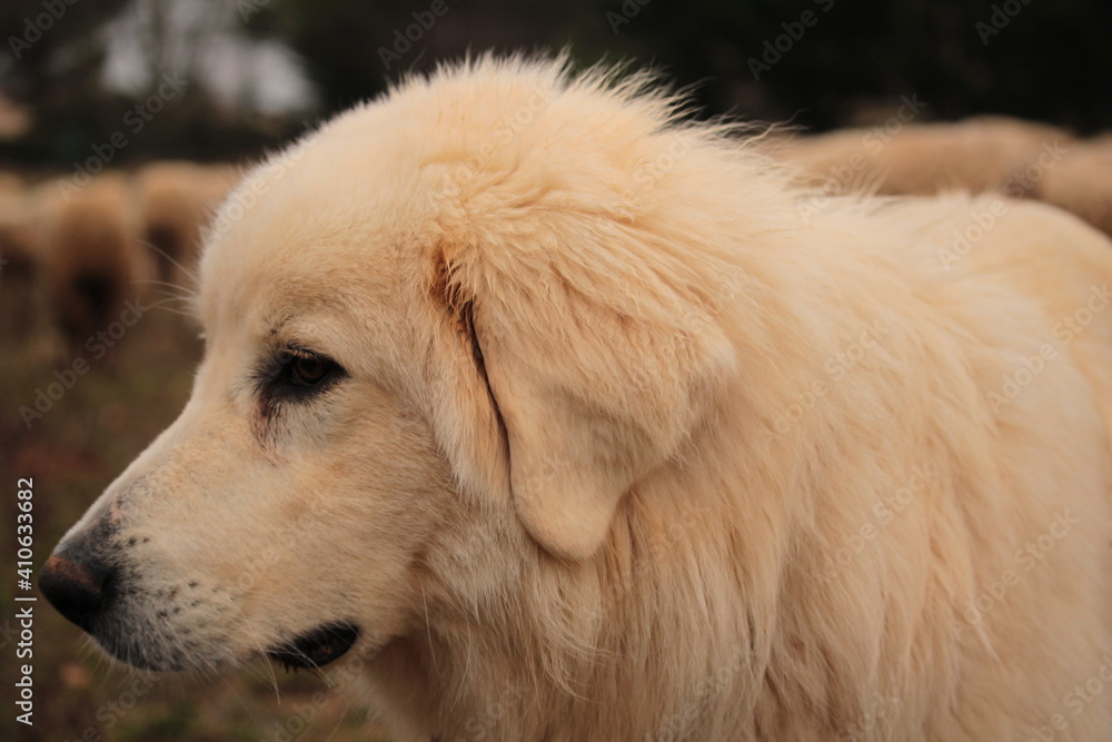 CHIEN patou de berger de mouton