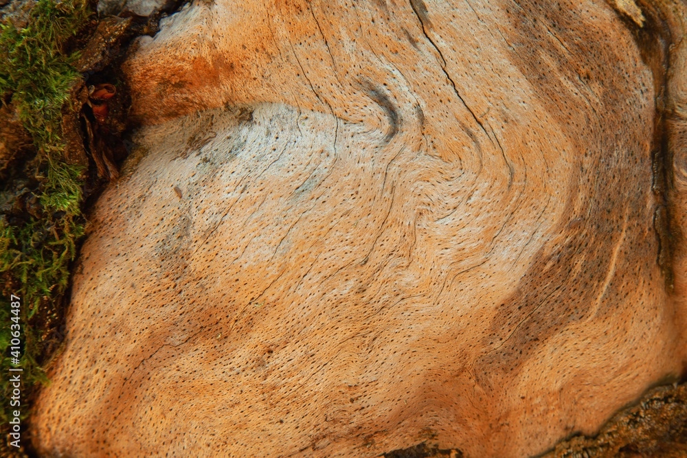 Obraz premium Beautiful rich wood texture background with cracks for design and text.