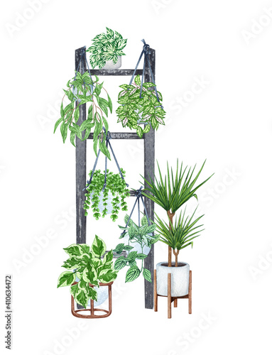 Hanging houseplants on the ladder. Watercolor illustratoion of home decorative plants photo