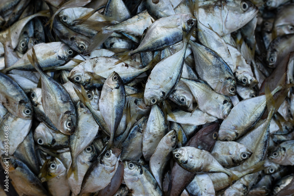 Obraz premium small fish 