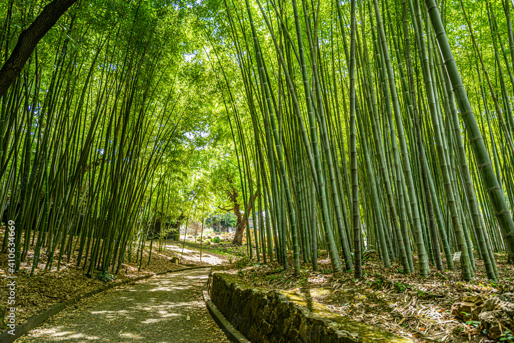 bamboo forest in the morning