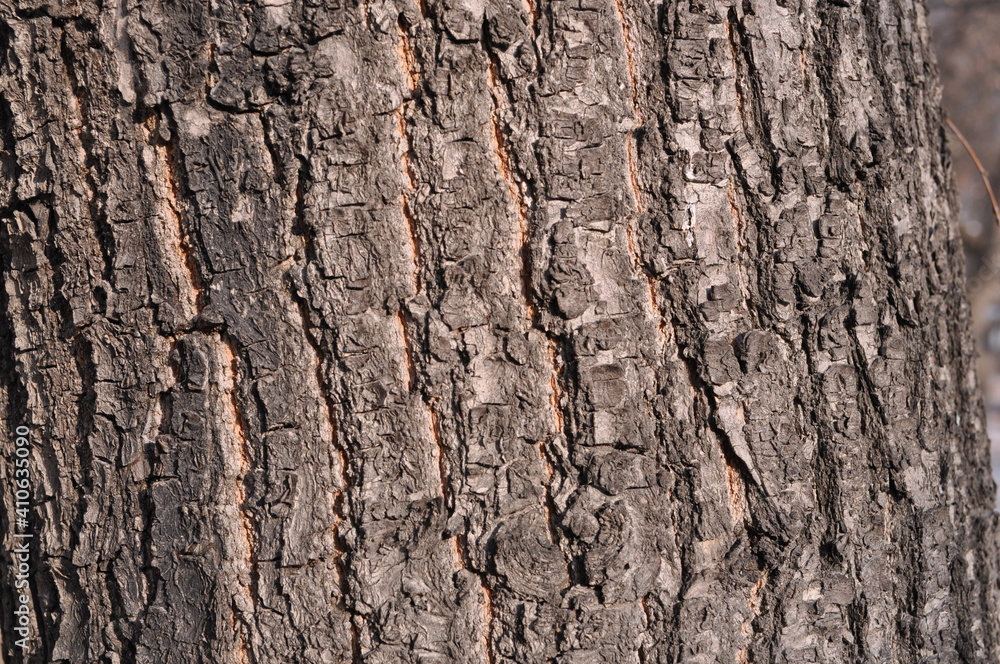 gray background in the tree bark gray background in the tree bark