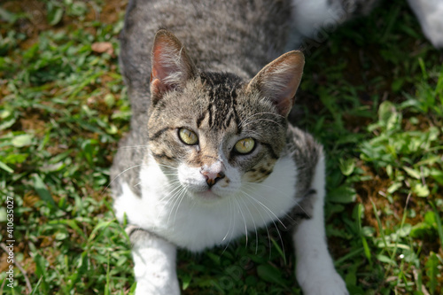 cat in grass