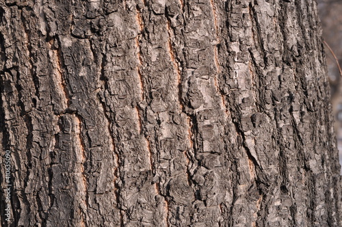gray background in the tree bark