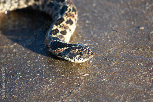 snake on the beach