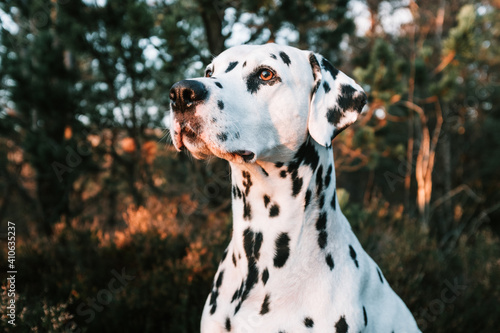 Landscape portrait of cute dalmatian dog with black spots standing in forest during sunset. Smiling purebred dalmatian pet from 101 dalmatian movie