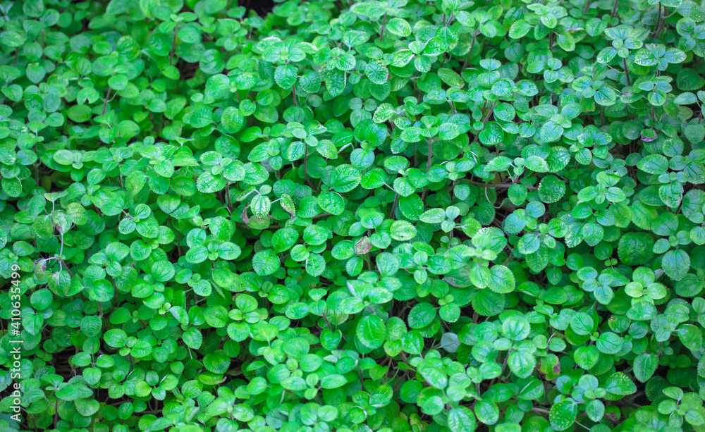 Green grass clover seamless texture. Botanical background of fresh green clover leaves growing in a meadow. Green grass clover seamless texture. Botanical background of fresh green clover leaves growing in a meadow.