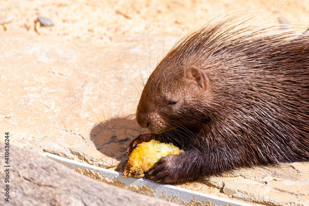 Porcupine are large rodents with coats of sharp and pointy spines, or