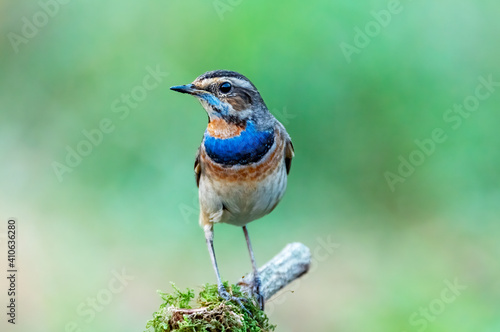 Male bluethroat perching on tree branch , Thailand © PK4289