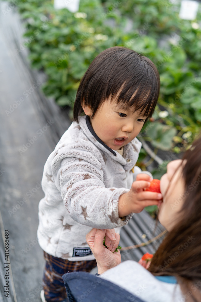 子供 いちご狩り 子供 いちご狩り