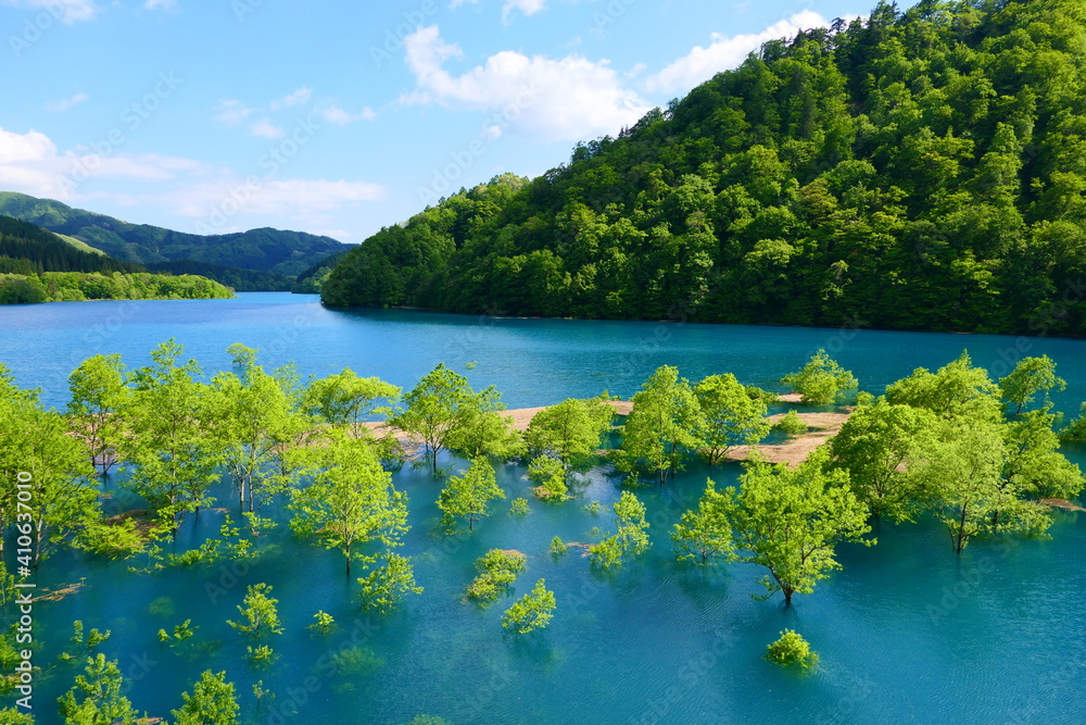 初夏の風物詩、秋扇湖の水没林。仙北、秋田、日本。５月下旬。