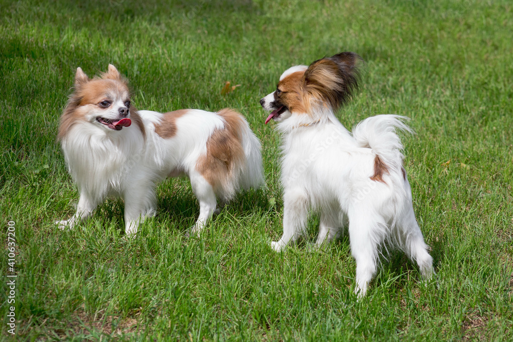 Cute papillon puppy and chihuahua puppy are standing on a green grass in the summer park. Pet animals.