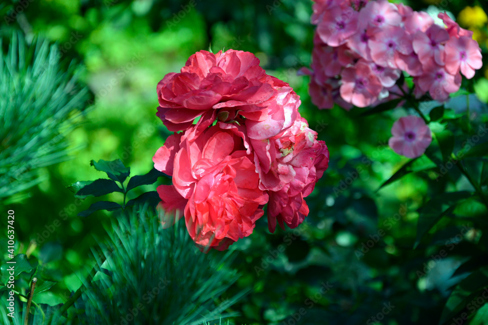 Fototapeta premium Red peony. Peony flowers are red. Large peony flowers. Blooming rose bush. Beautiful flowering shrubs in the garden. White buds with lush petals.