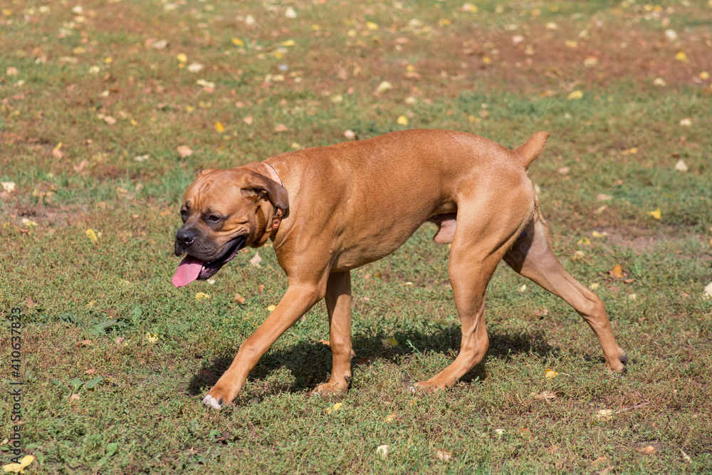 Cute german boxer is walking on a green grass in the autumn park. Pet animals.
