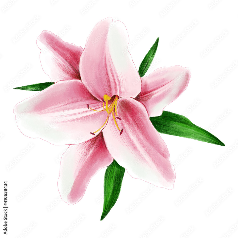 Bush Pink Stargazer Lilies isolated on a white background