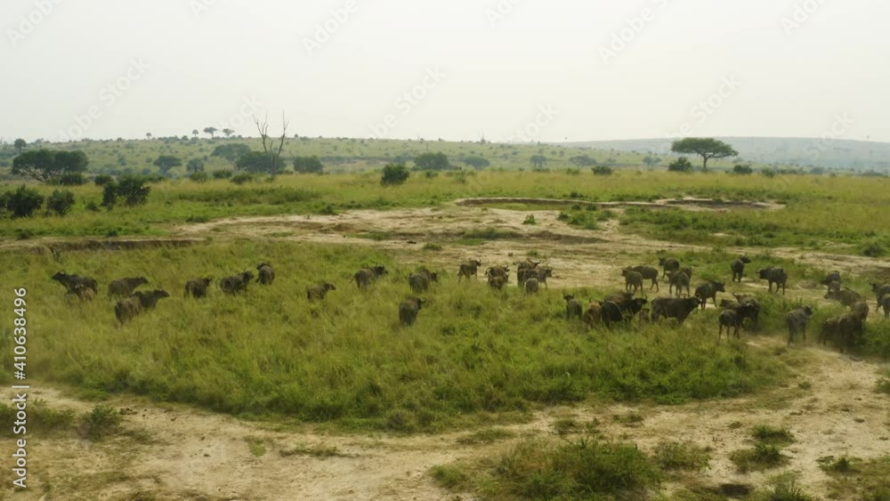 Herd of wild Buffalo in African savannah, sticking together as a family Herd of wild Buffalo in African savannah, sticking together as a family