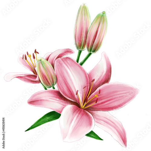 Pink lilies, floral elements isolated on white background. Illustration of the pink lily and blooms with green leaves