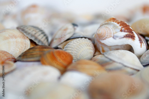 Seashells close up on white background