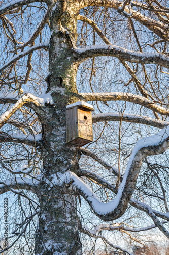 Bird house on the birch tree, Pumpviken park, Karjaa, Raseborg, Finland