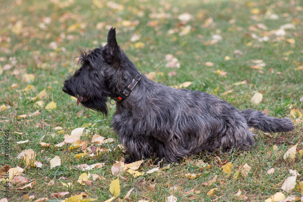 Cute scottish terrier puppy is standing on a green grass in the autumn park. Pet animals.