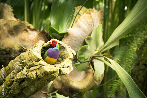 Fototapeta Naklejka Na Ścianę i Meble -  Gould finch bird inside its nest in a tree