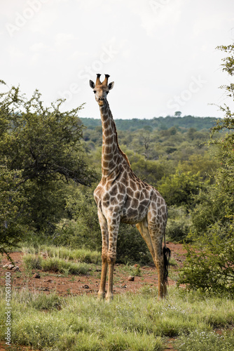 A giraffe in the bushes in Kruger National Park, South Africa.