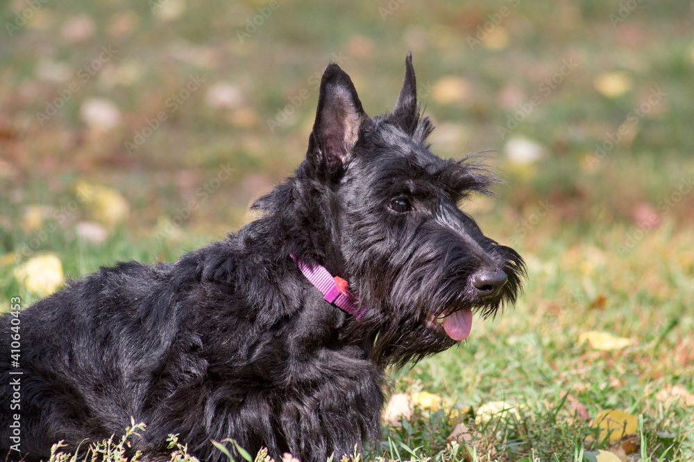 Cute black scottish terrier puppy is sitting on a green grass in the autumn park. Pet animals.