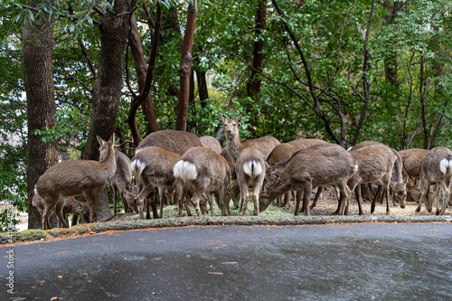 herd of sheep