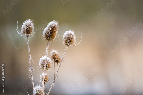 Bild auf Leinwand Wild Teasel during Winter