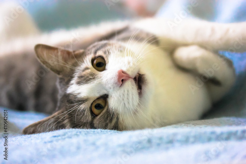 The fluffy, striped cat with pink nose and open mouth is lying relaxed on its back on the sofa, the blue bedspread background. Looking straight at the camera.