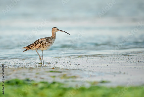 Eurasian Curlew - Numenius arquata, large wader with special bill from worldwide swamps, meadows and marsches, Zanzibar, Tanzania.