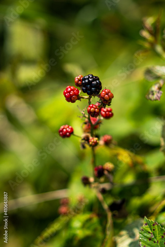 blackberry fruits with green background