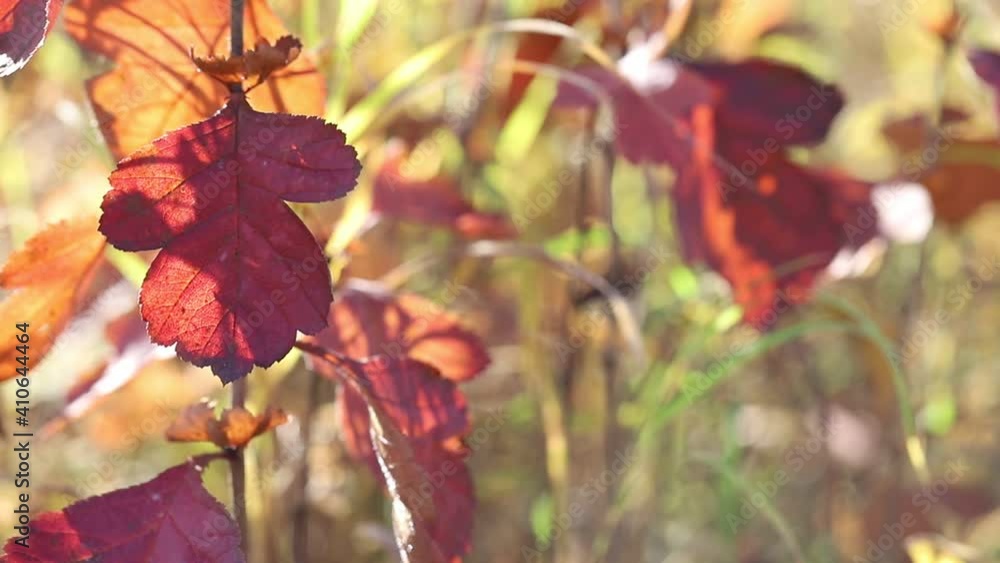 Autumn red leaves sway on a branch in the wind. Autumn moving background. Autumn red leaves sway on a branch in the wind. Autumn moving background.