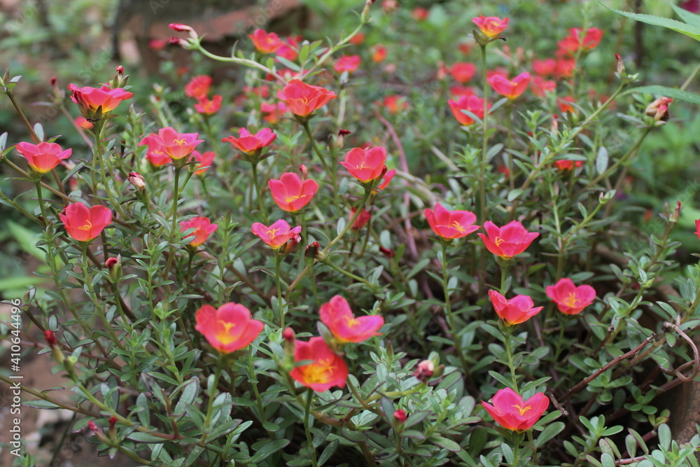 Portulaca oleracea L, moss rose, Japanese rose, little hogweed flowers, and orange flower in common garden purslane, pigweed purslane, has medicinal properties. Portulaca oleracea L, moss rose, Japanese rose, little hogweed flowers, and orange flower in common garden purslane, pigweed purslane, has medicinal properties.
