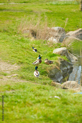 Ducks and drake stand on the shore. photo