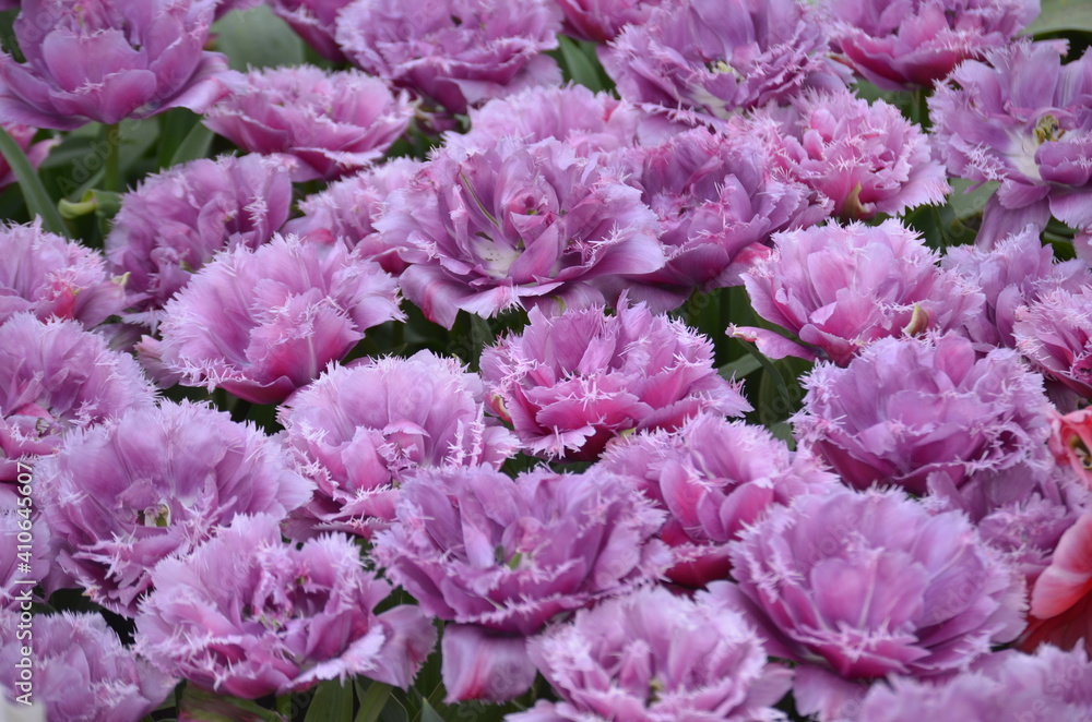 flowers flowers