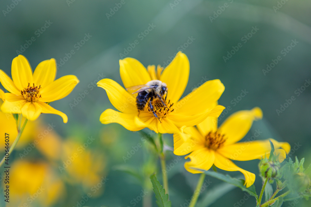 Pollinator bee collecting nectar and pollen on yellow flower Pollinator bee collecting nectar and pollen on yellow flower