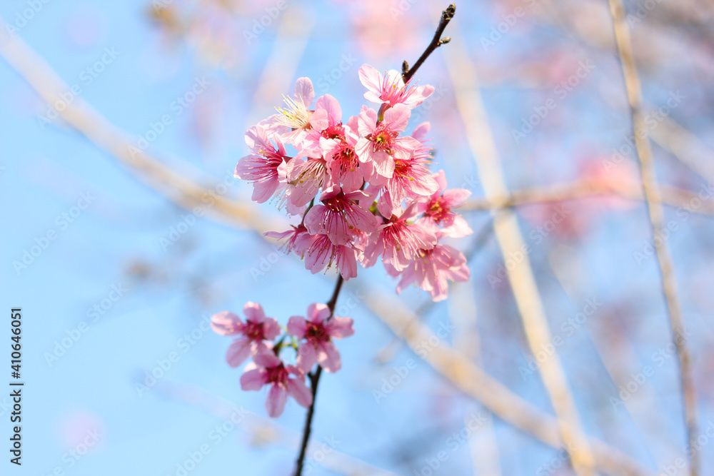 Sukura flowers blooming with blue sky in the winter season at Chiang Rai north of Thailand. Real flowers, pink flowers in the nature. Sukura flowers blooming with blue sky in the winter season at Chiang Rai north of Thailand. Real flowers, pink flowers in the nature.