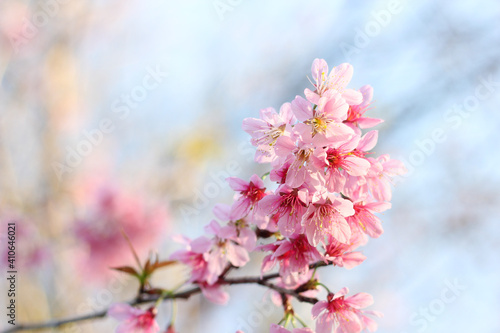 Sukura flowers blooming with blue sky in the winter season at Chiang Rai north ￼of Thailand. Real flowers, pink flowers in the nature.