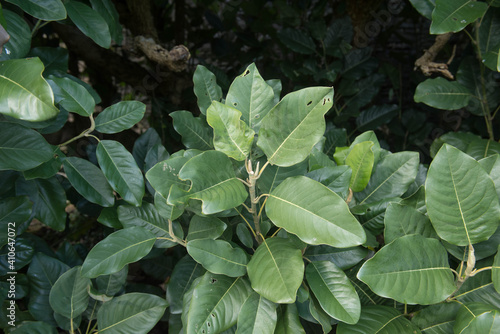 Spring Foliage of an Evergreen Delavay's Magnolia Shrub (Magnolia delavayi) in a Garden in Rural Cornwall, England, UK photo