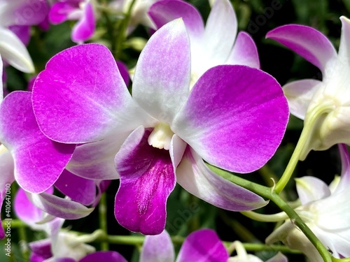 white purple Dendrobium or Cooktown Orchid or Mauve Butterfly Orchid or Lilac Purple Orchid