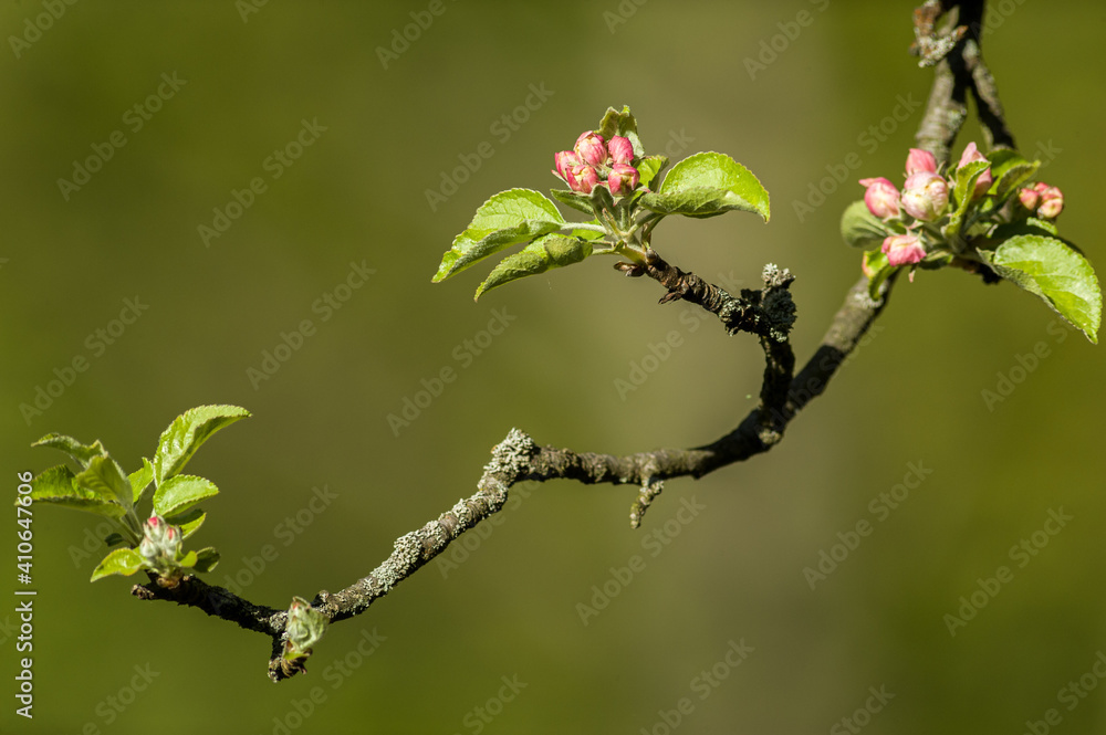 Frühlingsblüten, Knospen und Blüten von einheimischen Obstbäumen, Apfel, Kirsche, Birne. Frühlingsblüten, Knospen und Blüten von einheimischen Obstbäumen, Apfel, Kirsche, Birne.