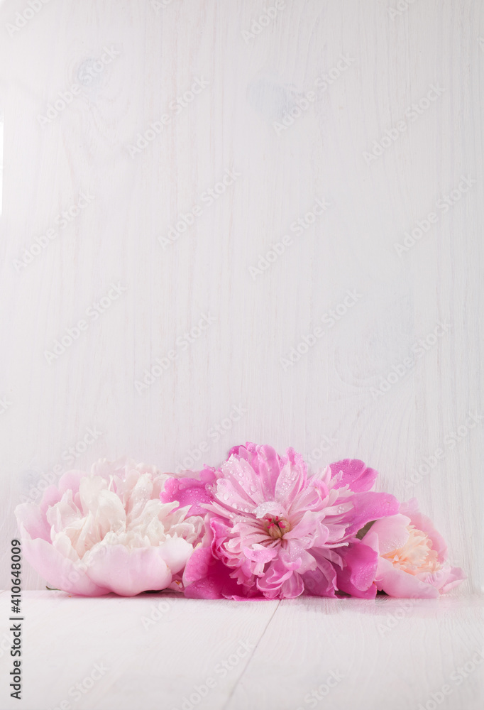 Beautiful pink peonies on white wooden background.