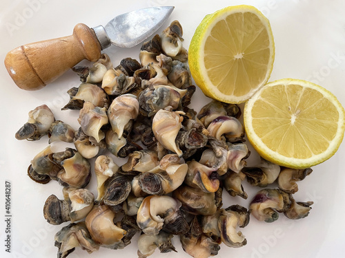 Bolinus brandaris, also called sea snail or purple dye murex, boiled ready to eat photo