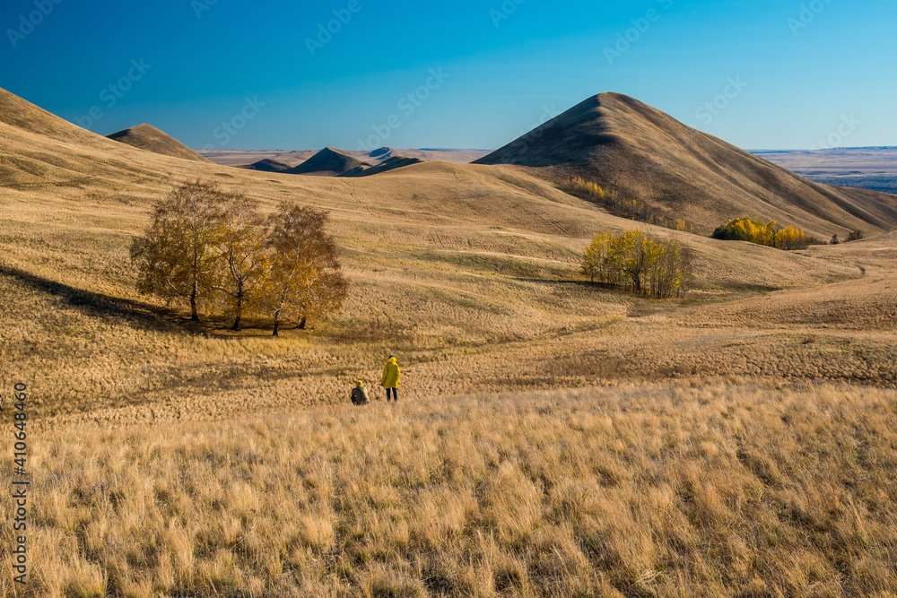 Obraz premium golden hills, small mountains with trees in autumn against the blue sky