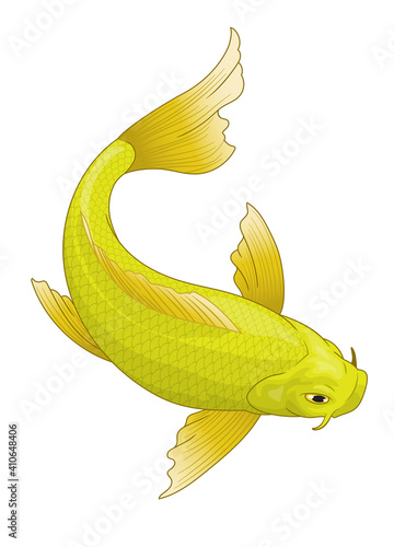 japan's koi fish in yellow color