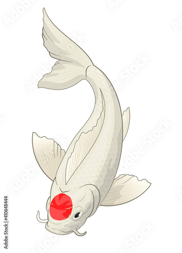 japan's koi fish with tancho red circle on the head