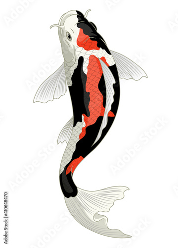 japan koi fish in showa coloration pattern