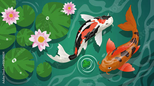 koi fishes swiming in the pond