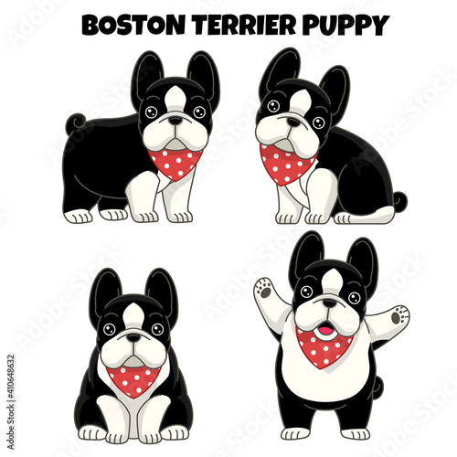 Fototapeta Naklejka Na Ścianę i Meble -  set of boston terrier puppy dog